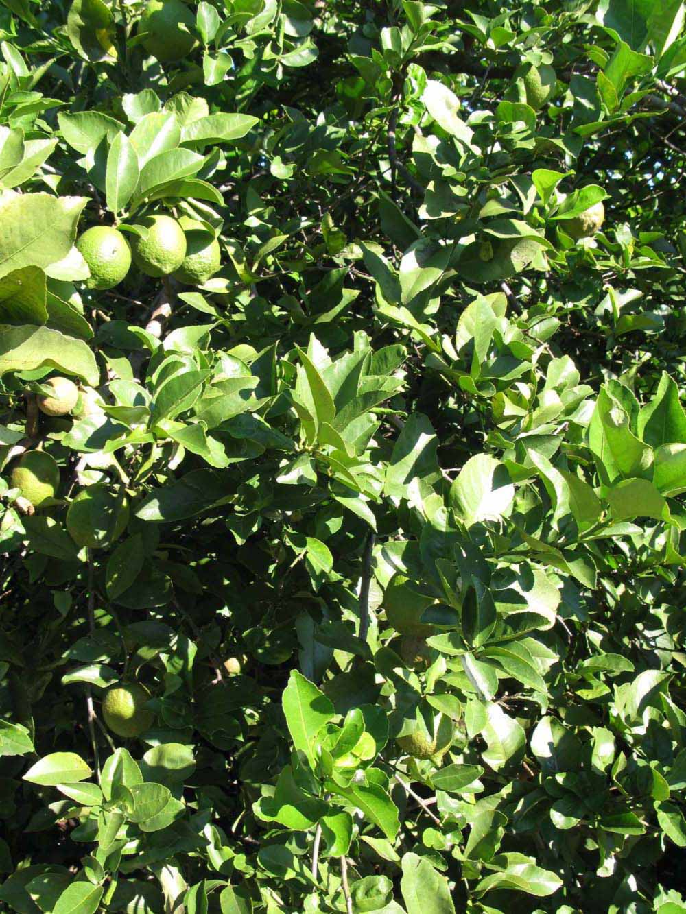            Sun leaves (Bearss, Winter Haven, FL)   